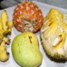 Narsingdi Famous Fruit