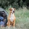 How To Take A Road Trip With A Dog