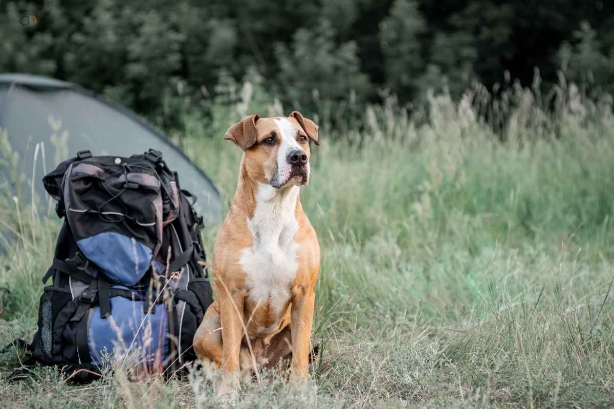 How To Take A Road Trip With A Dog