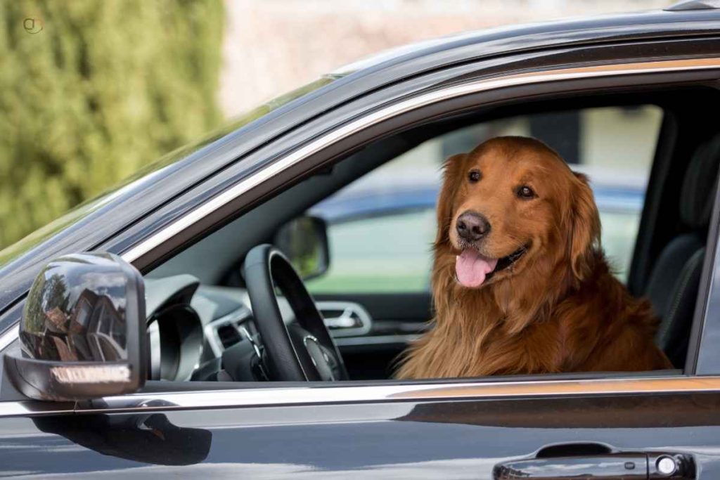 How To Travel With A Small Dog In A Car