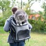 How To Hike With A Cat