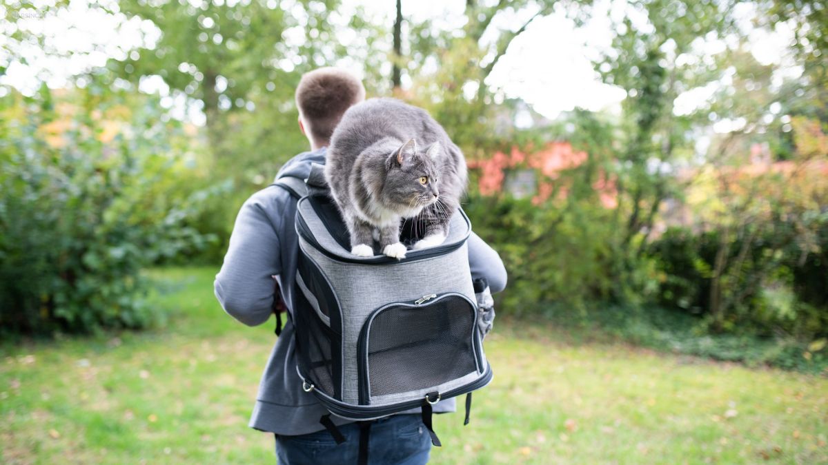 How To Hike With A Cat