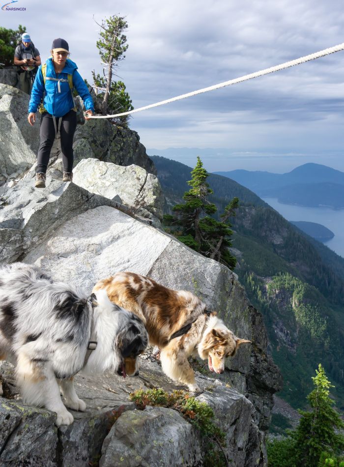 hike with a cat